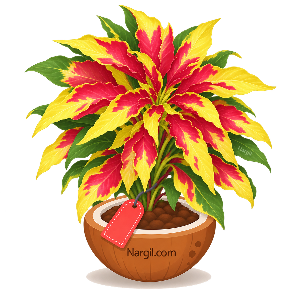 Nargil_Amaranthus Tricolor